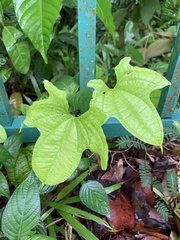Dioscorea sansibarensis