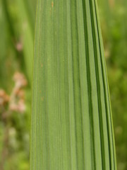 Crocosmia paniculata