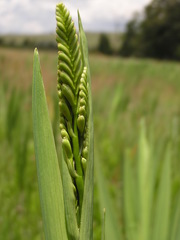 Crocosmia paniculata