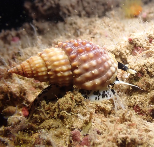 Nassarius papillosus observed 2022-04-28