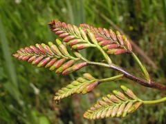 Crocosmia paniculata