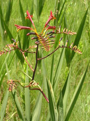 Crocosmia paniculata