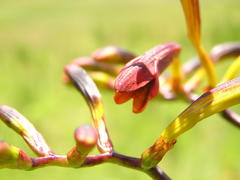 Crocosmia paniculata
