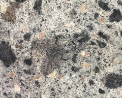 Pleromelloida