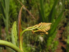 Crocosmia paniculata