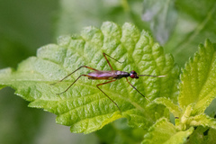 Rainieria antennaepes