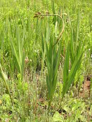 Crocosmia paniculata