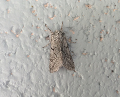 Pleromelloida
