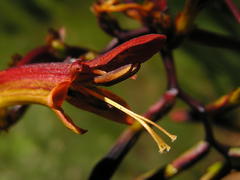 Crocosmia paniculata