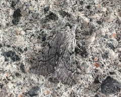 Pleromelloida