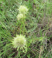 Marshallia caespitosa