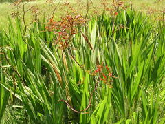Crocosmia paniculata