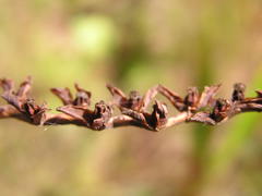 Crocosmia paniculata