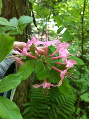 Rhododendron prinophyllum