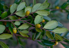 Diospyros humilis