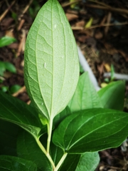 Saururus chinensis