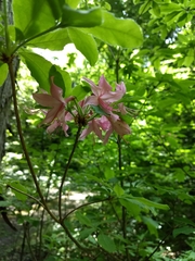Rhododendron prinophyllum