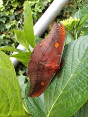 Antheraea formosana