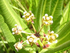 Xysmalobium stockenstromense