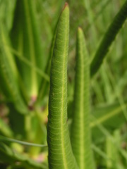 Xysmalobium stockenstromense