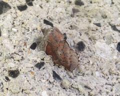 Phyllodesma americana