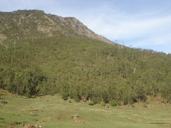 Eucalyptus urophylla