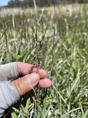 Poa atropurpurea