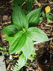 Saururus chinensis