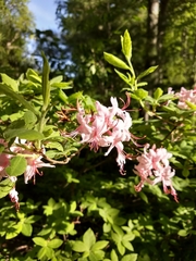 Rhododendron prinophyllum