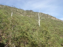 Eucalyptus urophylla