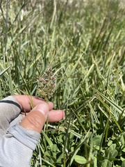 Poa atropurpurea