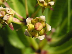 Xysmalobium stockenstromense