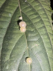 Caryomyia viscidolium