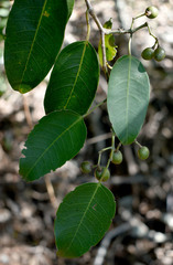 Cissus oblonga