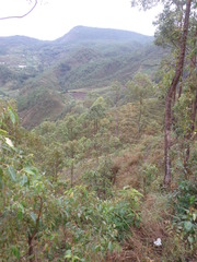 Eucalyptus urophylla