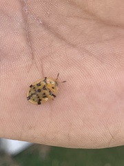 Aspidimorpha deusta