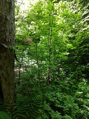 Rhododendron prinophyllum
