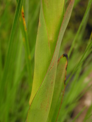 Disa chrysostachya