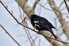 Agelaius phoeniceus