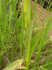 Disa chrysostachya