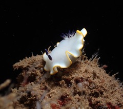 Ardeadoris scottjohnsoni