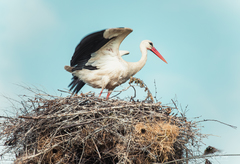 Ciconia ciconia