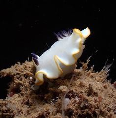 Ardeadoris scottjohnsoni