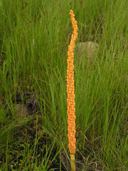Disa chrysostachya