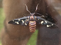 Amata passalis
