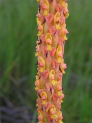 Disa chrysostachya