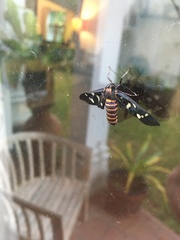 Amata passalis