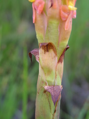 Disa chrysostachya