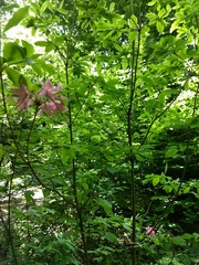 Rhododendron prinophyllum