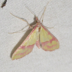 Choristostigma perpulchralis